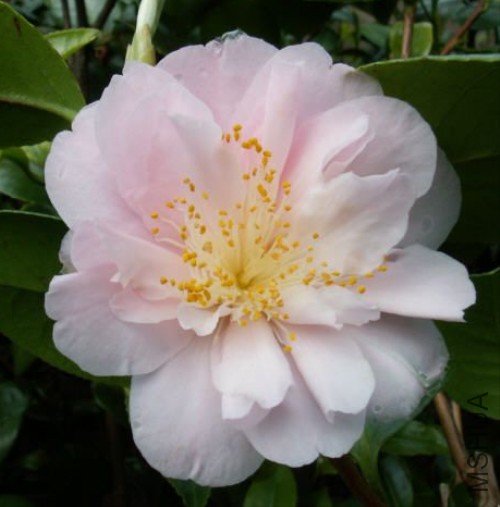 ³��ѷ��Virginia Robinson��_����.jpg