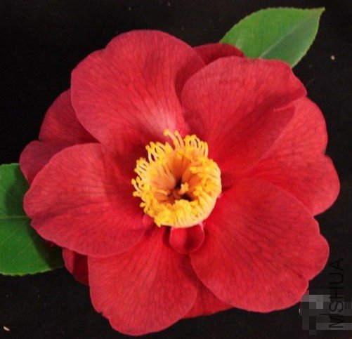 ɣ����ȣ�San Dimas��_����.jpg