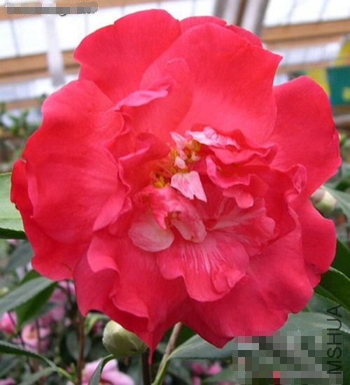 ��̨Ů��(Drama Girl)_����.jpg