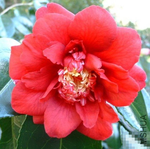 �����ᣨGrand Slam��_����.jpg