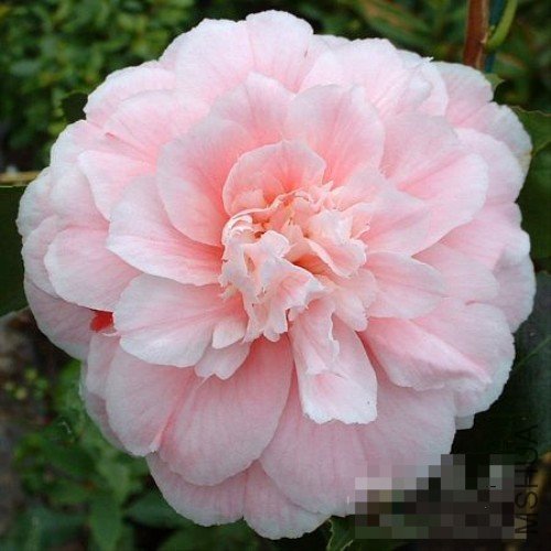 ��ñ�ӣ�High Hat_����.jpg