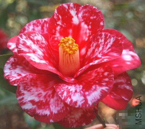 ��������Donckelarii��(Doncklaeri) 1_����.jpg