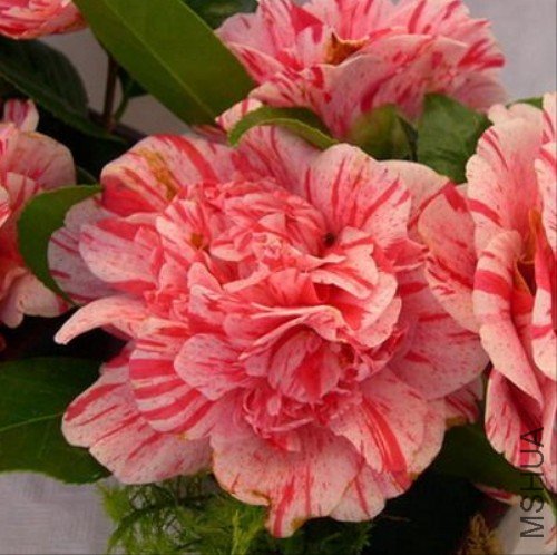 ����Ůʿ��Mrs Nellie Eastman��_����.jpg