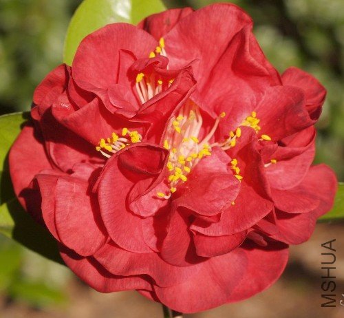 ����˹�Ʋ�Ůʿ��Mrs. Charles Cobb_����.jpg