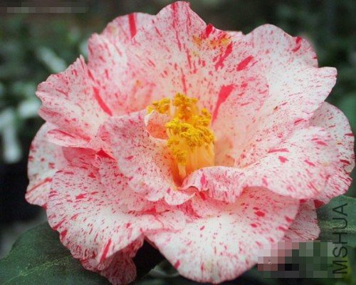 ���ޱ��٣�Betty Foy Sanders��_����.jpg