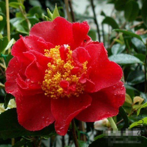 �ɺ죨Blood of China��_����.jpg