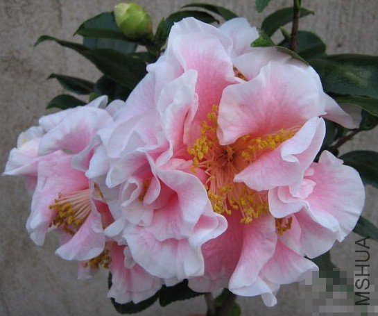 �ױ�����ɯ�ף�Elizabeth Dowd Silver��_����.jpg