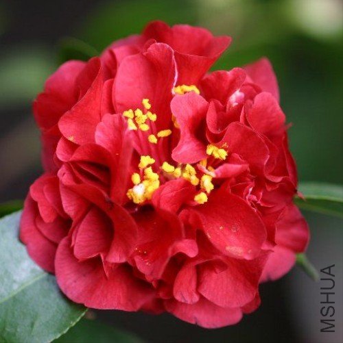 �Ͻ��𻨣�Maroon and Gold��_����.jpg