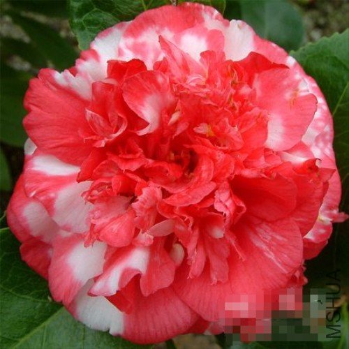 �װߴ���������Daikagura�� ������ʨ��_����.jpg