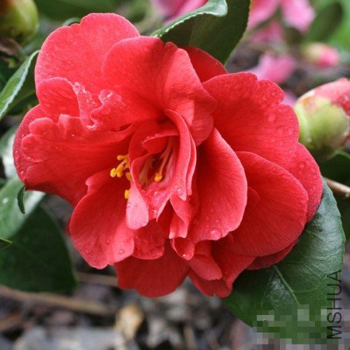 �󰢵���Adolphe Audusson��_����.jpg