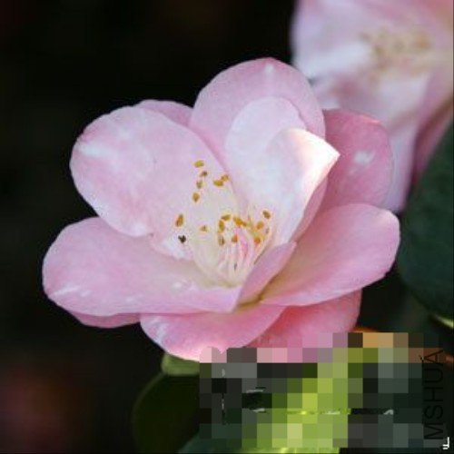 ���٣�General George Patton���������۽�_����.jpg