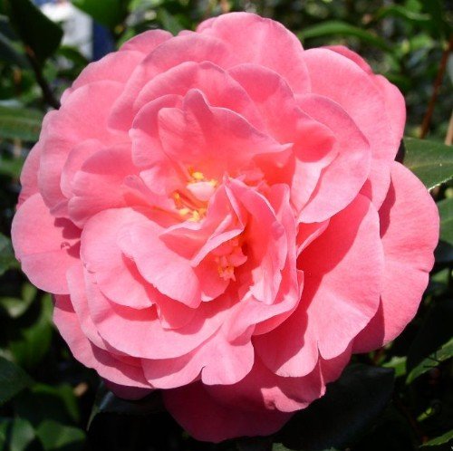 ������������Marie Bracey��_����.jpg