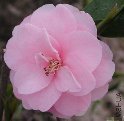 ���ڣ�Spring Festival��_����.jpg