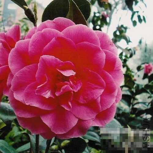 õ�����Rose Parade��_����.jpg