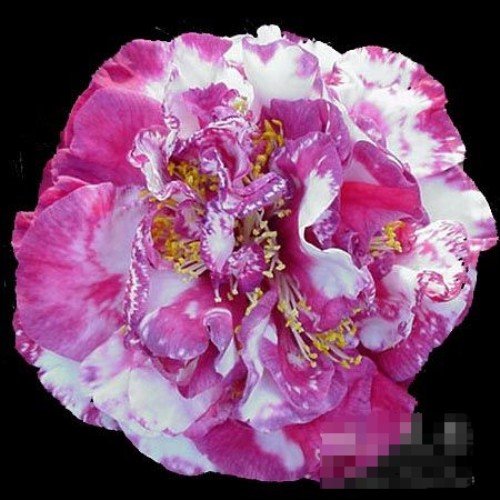 ��ɫ���꣨Mathotiana Supreme Variegated_����.jpg