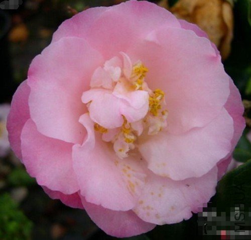 С���ж���Little Michael��_����.jpg