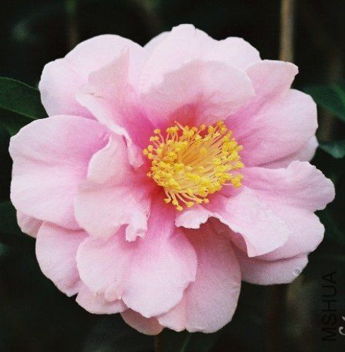 ���ݷ�����California Dawn��_����.jpg