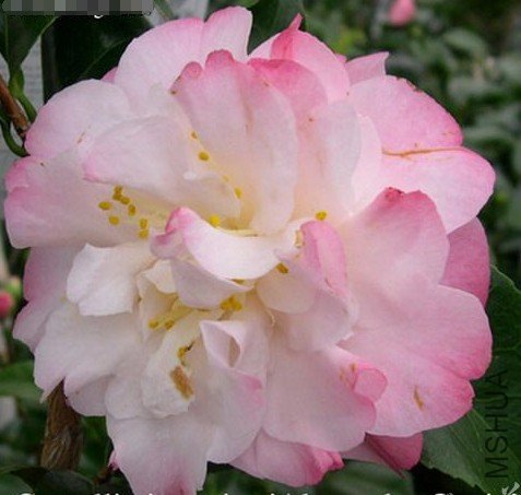 ���£�Alta Gavin��_����.jpg