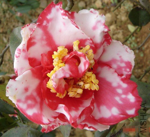 ��ɫ�����٣�Clarise Garlton Variegated��_����.jpg