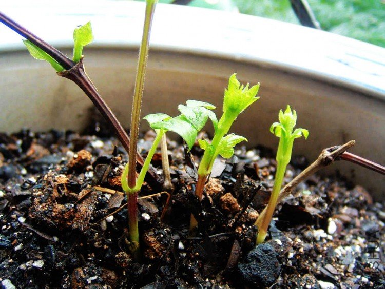 �ﰺ 5��7��-2.JPG