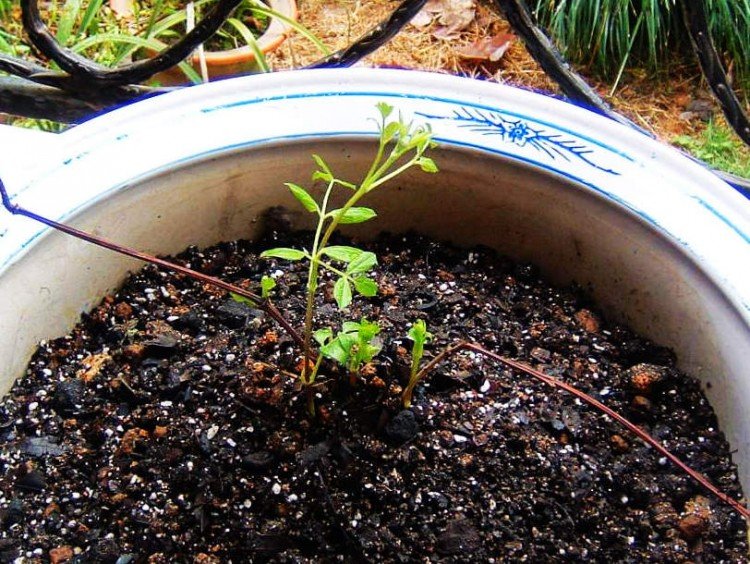 �ﰺ 5��7��-1.JPG