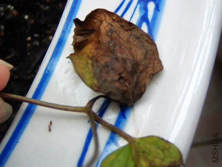 �ﰺ 5��7��-6.JPG