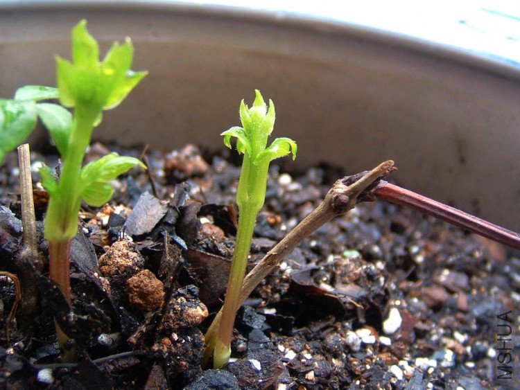 �ﰺ 5��7��-4.JPG