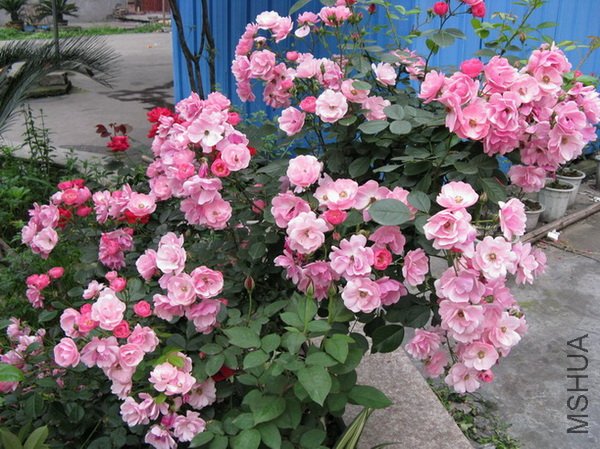 IMG_4714.jpg