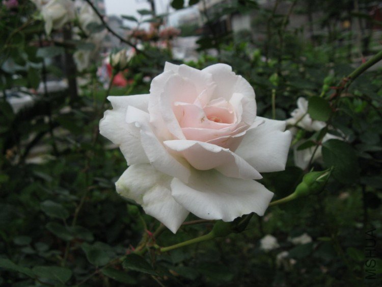 IMG_4728.jpg