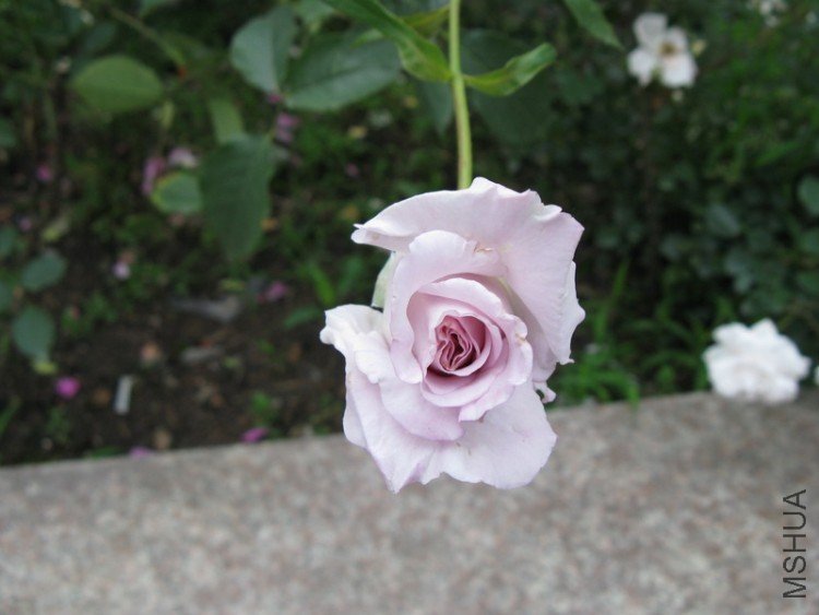 IMG_4726.jpg
