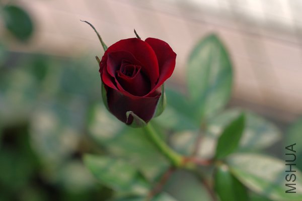 IMGP5943.jpg