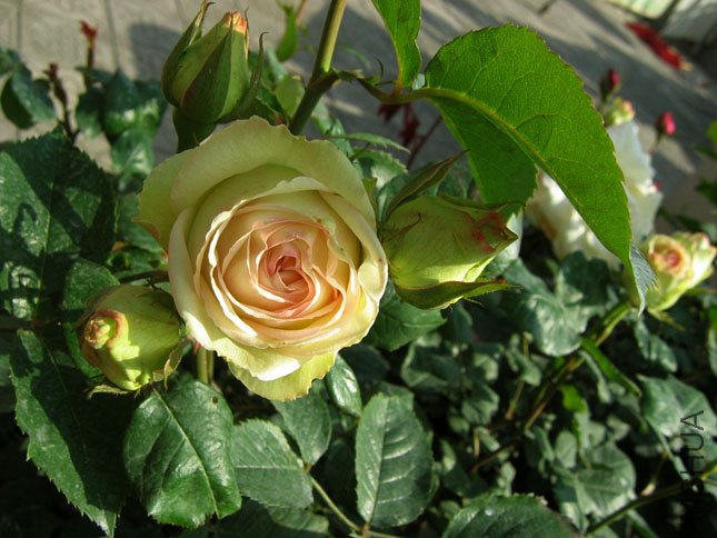 ��һ���� (1).JPG