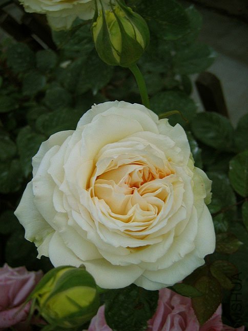 ���� ����.JPG