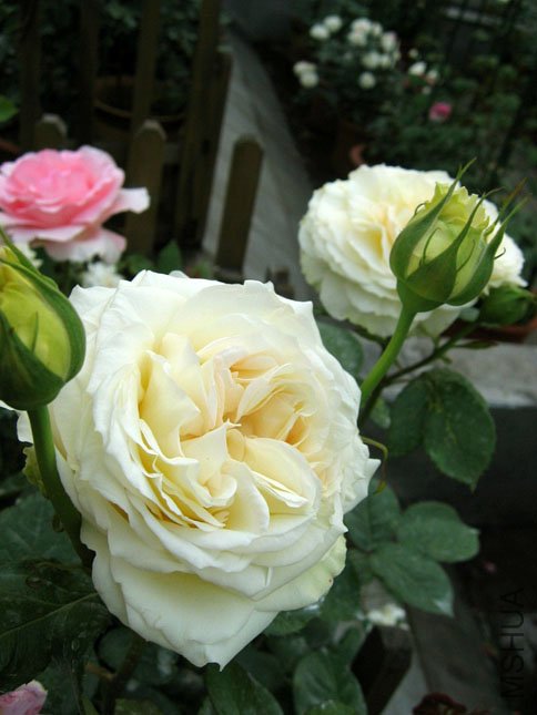 ���� ���� (1).JPG