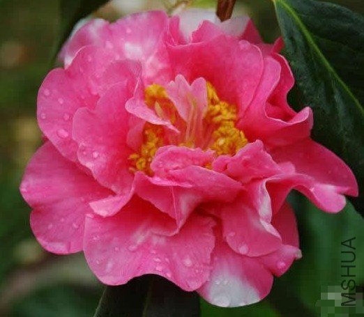 �¸�������Francie L. variegated��_����.jpg