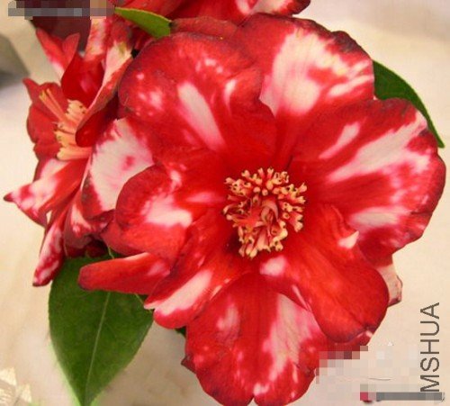 ����ү��Fire Chief��_����.jpg