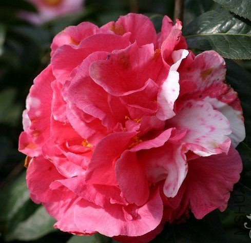 ����˹��Graem Yates��_����.jpg