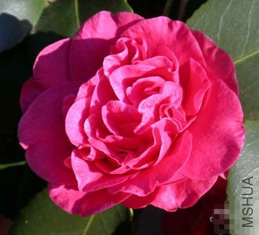 �����ƣ�Gigantea Red_����.jpg