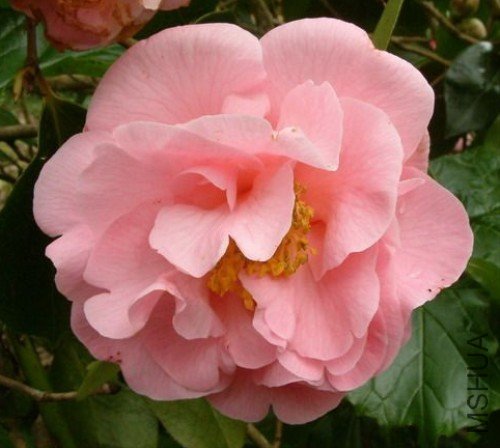 �ɸ���Lila Naff��_����.jpg