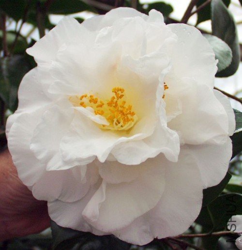 ���¶�磨Lucy Stewart����ɫ_����.jpg