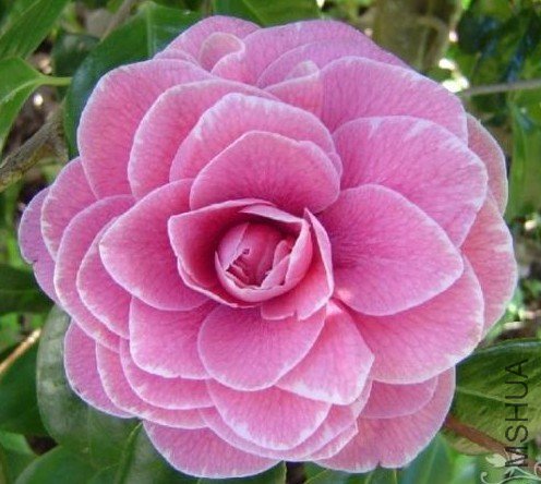 ��ɫ�ܿˣ�Jack McCaskill����ɫ_����.jpg