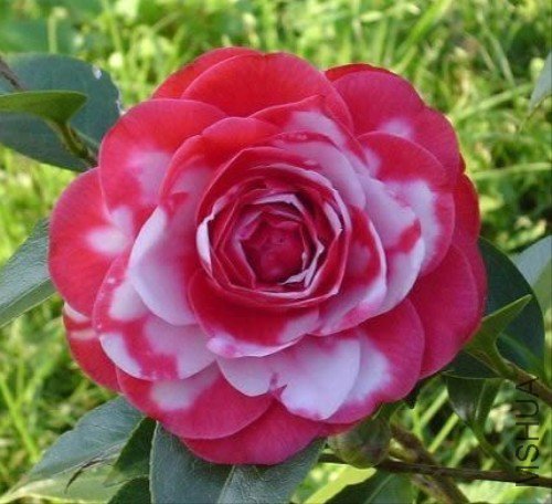 ��ɫ��Ͽ�ȣ�Glen40 Variegated��_����.jpg