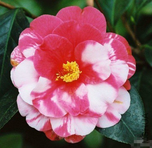 �Ϸ�˹���ӣ�Memphis Bell����ɫ_����.jpg