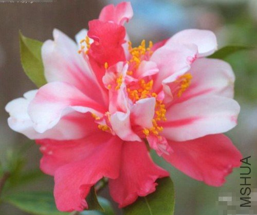 ��ɫ������Mark Alan Variegated��_����.jpg