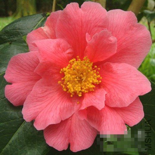 ��������Milo Rowell��_����.jpg