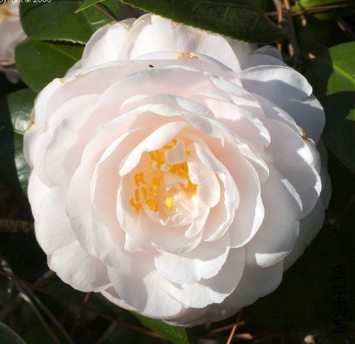 ������ˣ�Mrs.D.W.Davis Special_����.jpg