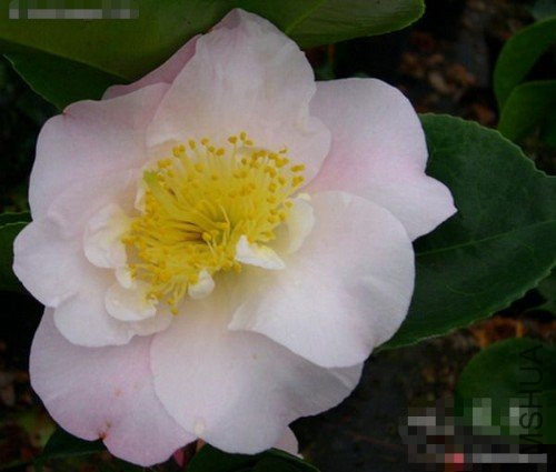 �������ǣ�Prima Ballerina��_����.jpg