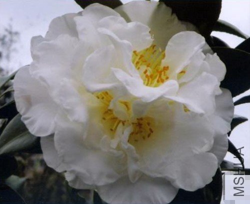 ������Silver Anniversary����ɫ_����.jpg