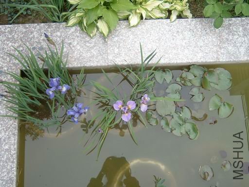 ������С ty-3.JPG