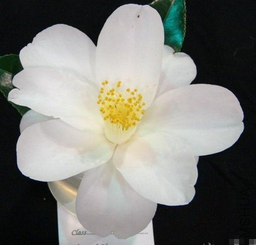 ���ǣ�Super star��_����.jpg